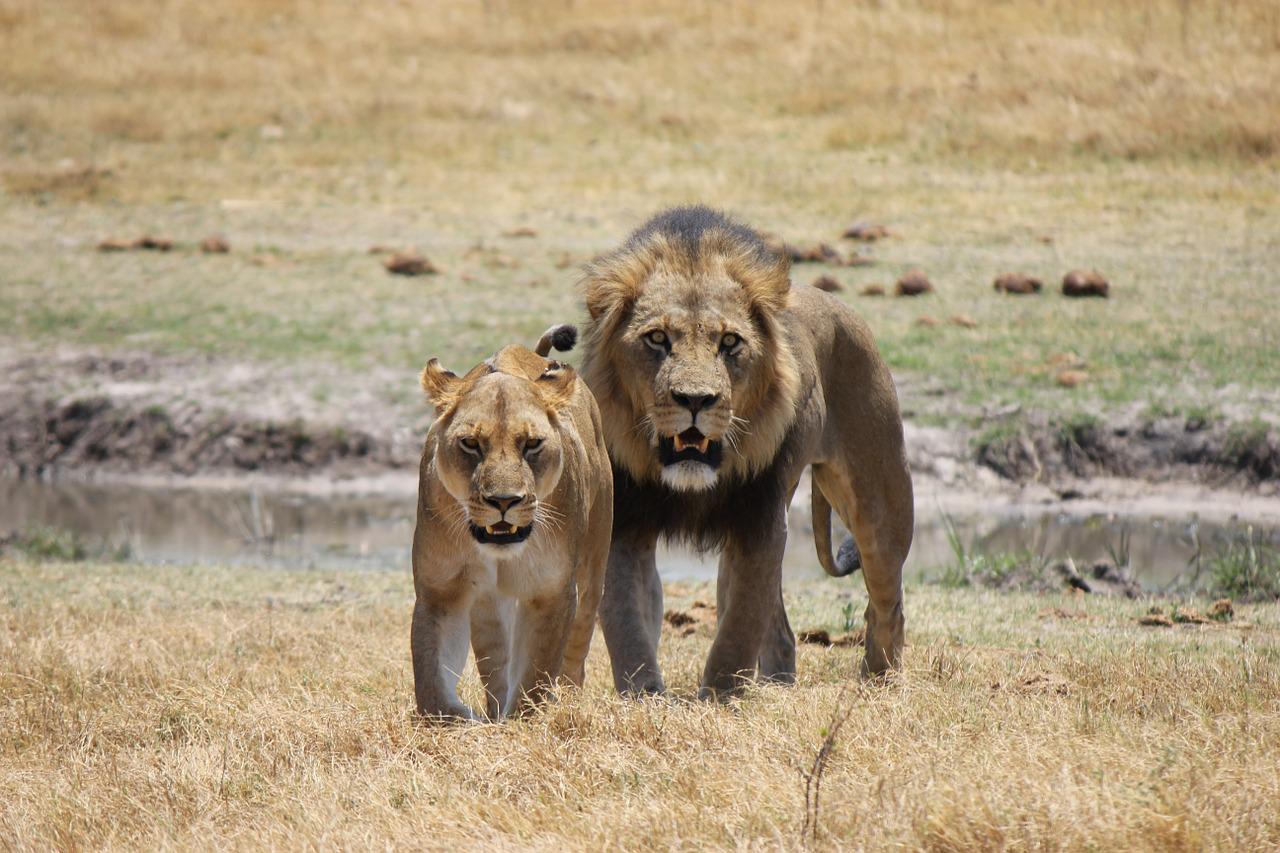 lion, lioness, predator-1225338.jpg